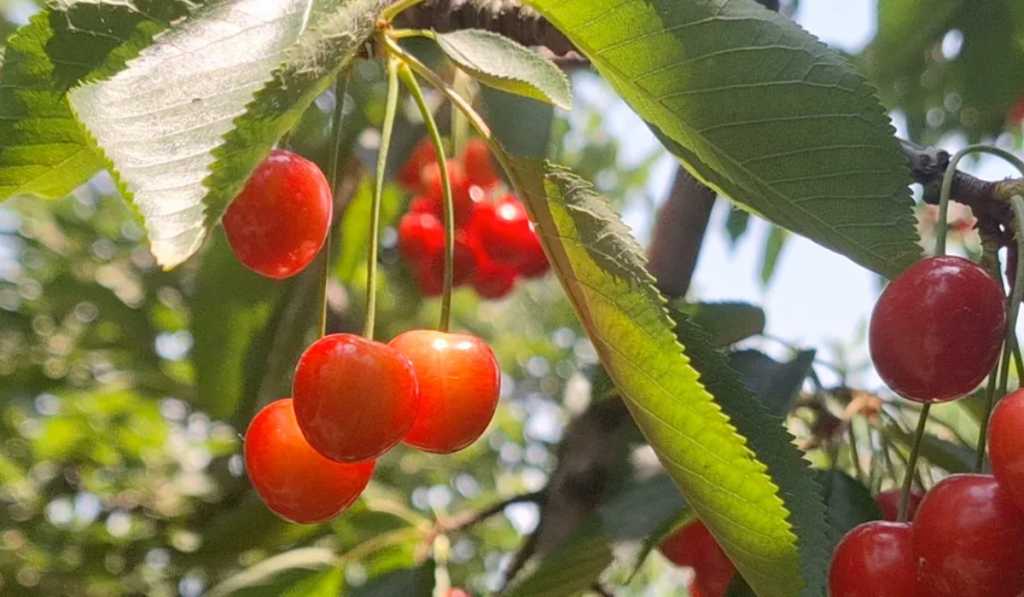 644 Tonnes of Cherries to Be Sent from J&K to Mumbai by Train