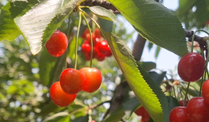 644 Tonnes of Cherries to Be Sent from J&K to Mumbai by Train
