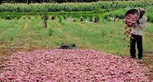 Crop Storage: Problems and Solutions