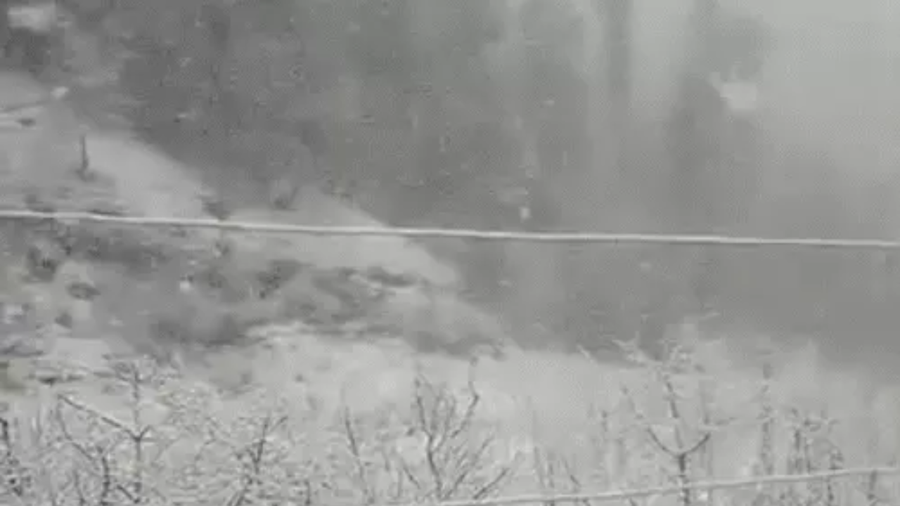 Fresh snowfall in the apple orchards of Shimla's Baaghi.