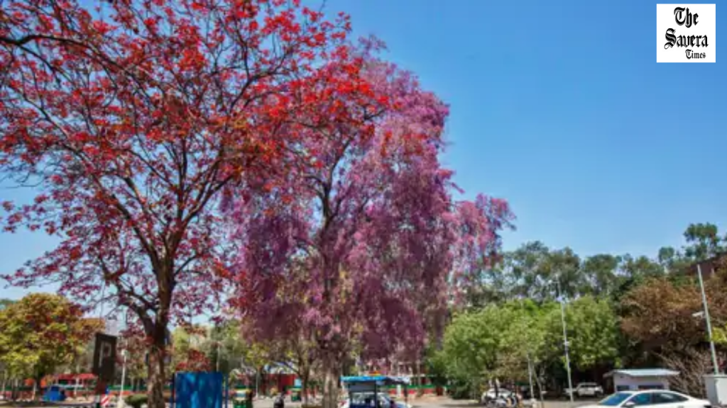 Heatwave alert in Punjab-Chandigarh, temperature above normal