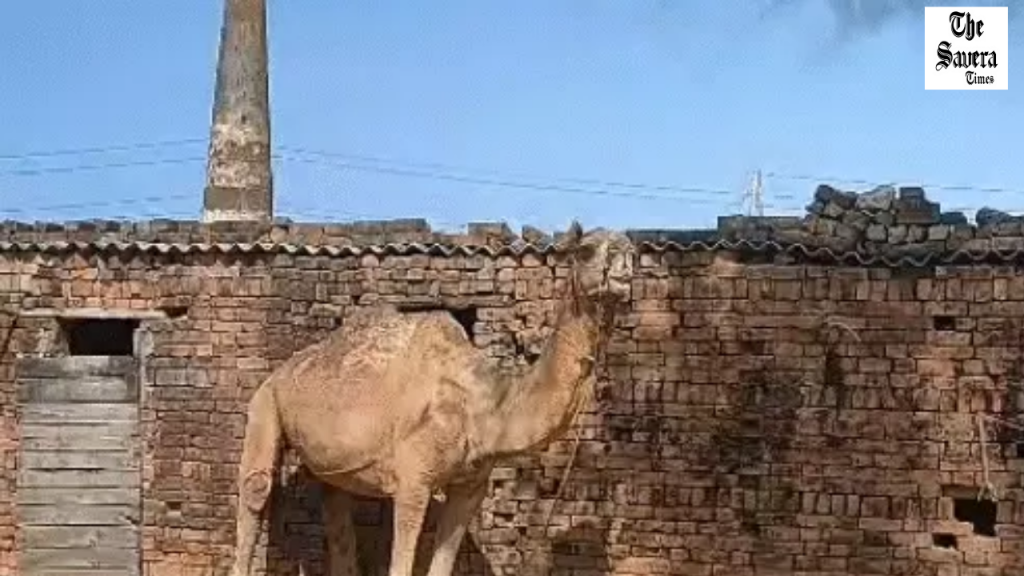 Camel Smugglers Caught on Camera, Admit Slaughter