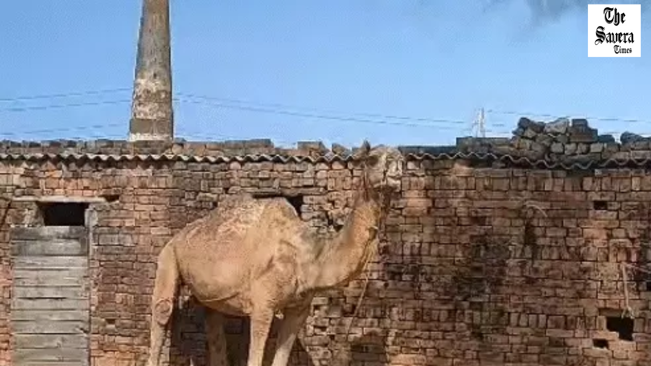 Camel smugglers caught on camera, admit slaughter plans