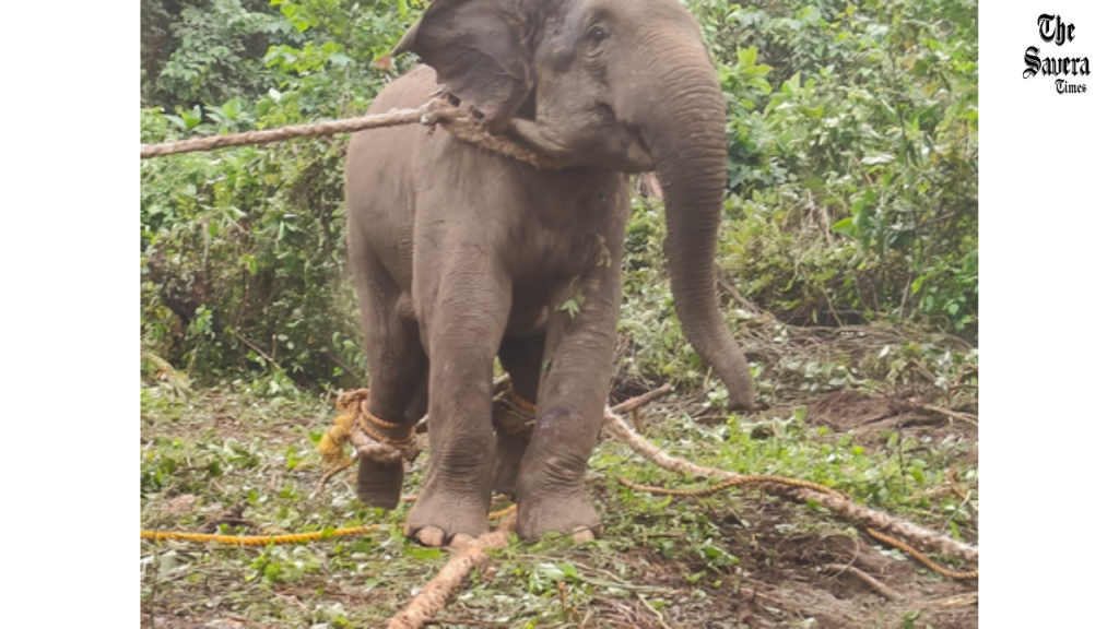 AI Drones Aid Elephant Capture in Arunachal