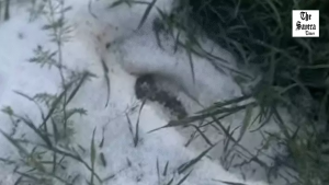 Himachal Weather: 120% Excess Rain; Hailstorm Alert, Winds at 60 km/h
