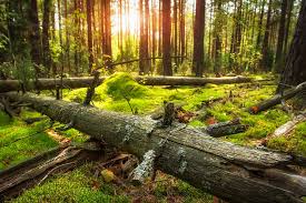 Sweden’s ‘Old Growth’ Natural Forests