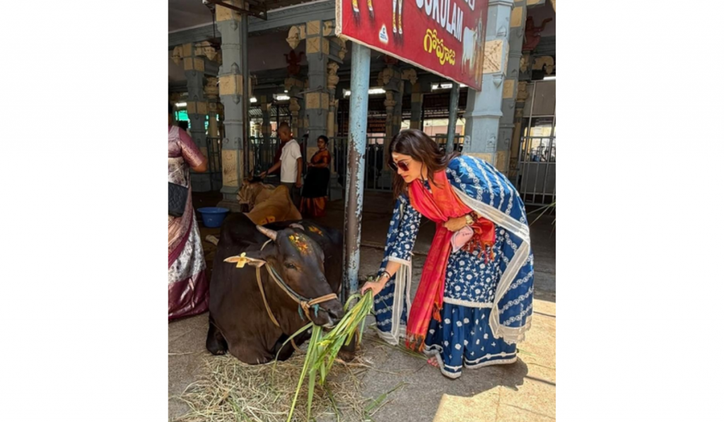 Shamita Shetty feeds cows at Tirupati, Shilpa Shetty says ‘You ARE blessed’