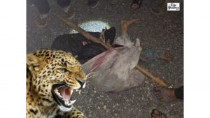 Woman Killed in Leopard Attack in Nainital Forest