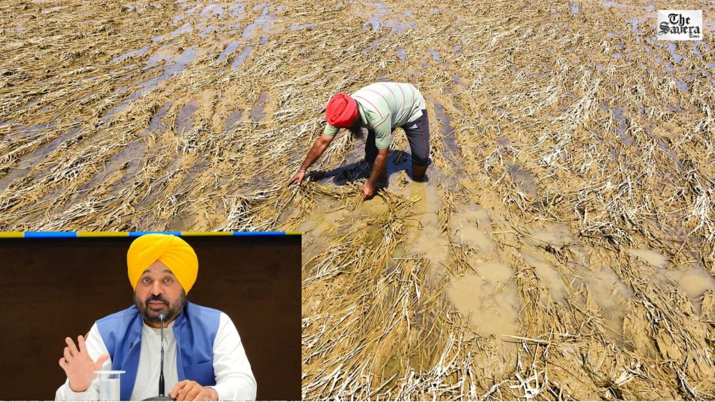 Punjab Crop Survey After Rain Damage, CM Mann Announces