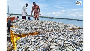 Sardine Surge Lifts India’s Marine Catch