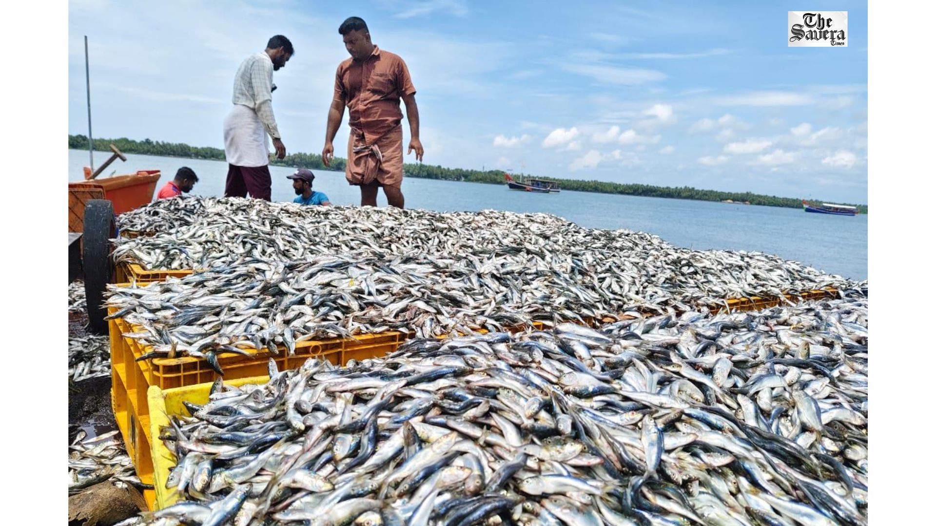 Sardine Surge Lifts India’s Marine Catch