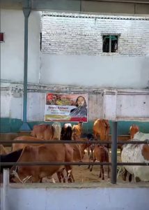 Caring for Orphaned Children at Banglamukhi