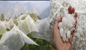 Himachal Weather Update: Crops damaged due to hailstorms, alert for rain issued