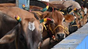 Rajasthan Hajj Welfare Society members demand cow be declared National Animal