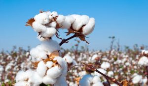Cotton Blossoms as India’s ‘White Gold’