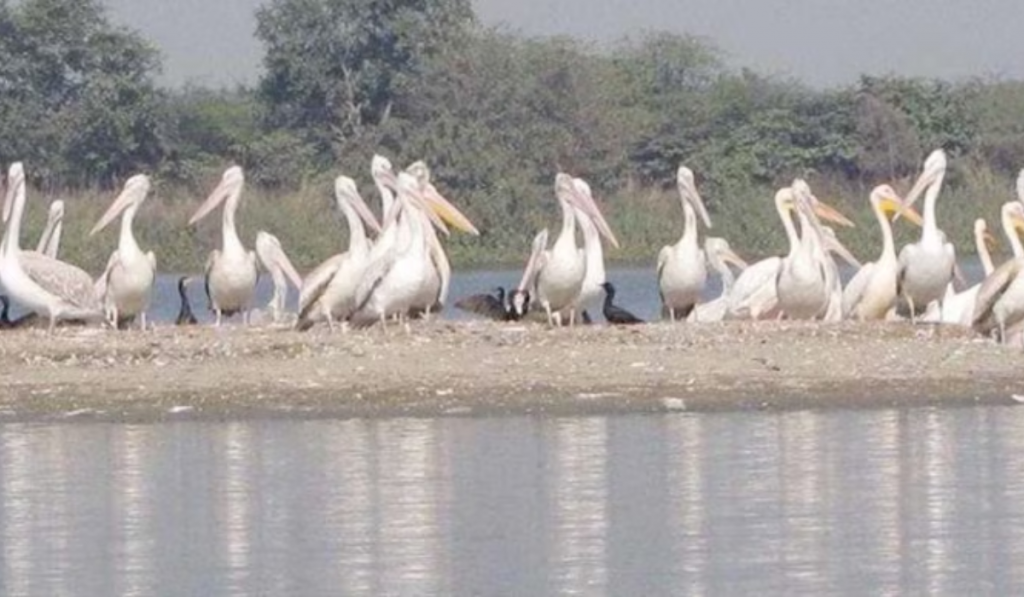 Abode of Migratory Birds