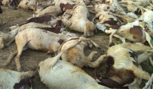 90 sheep, goats die after lightning strikes in Jammu and Kashmir