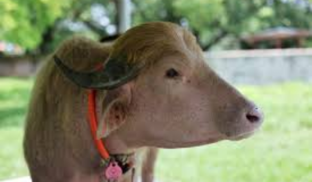 Social media sensation ‘Trump’ buffalo saved from Eid sacrifice