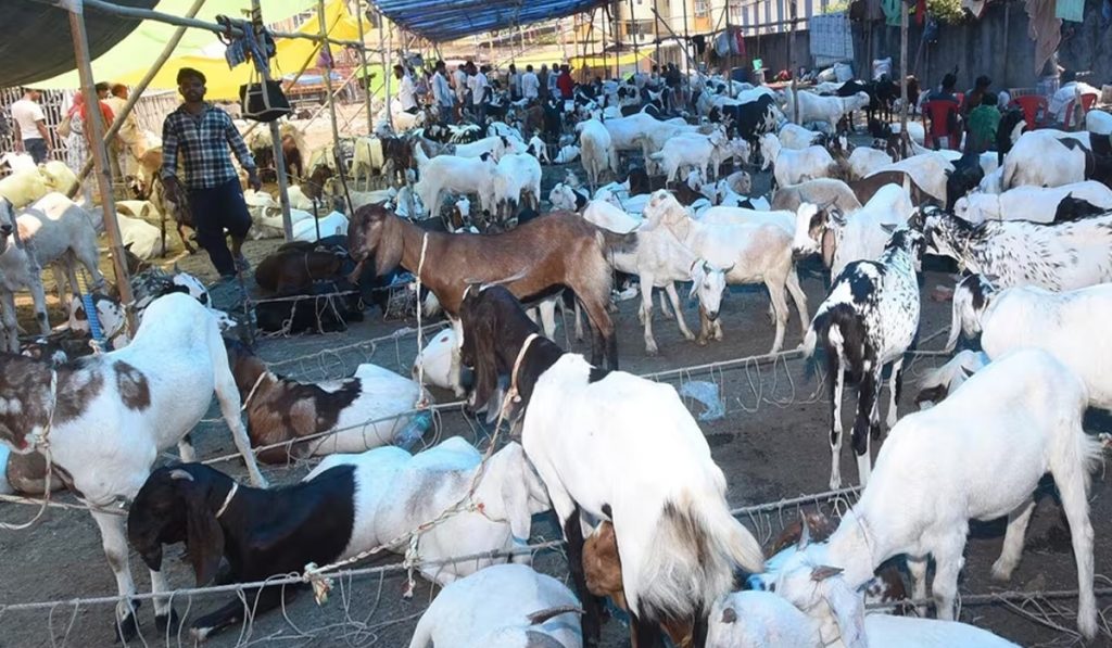Maharashtra Bakrid