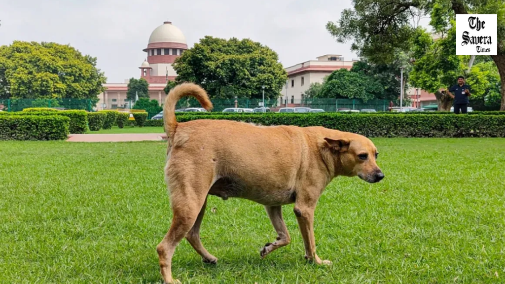 SC Rejects Plea on Stray Dog Removal Orders