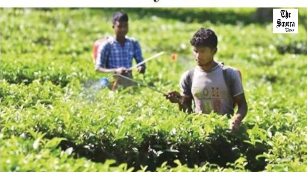 Key anti-virus Defence System in Plants