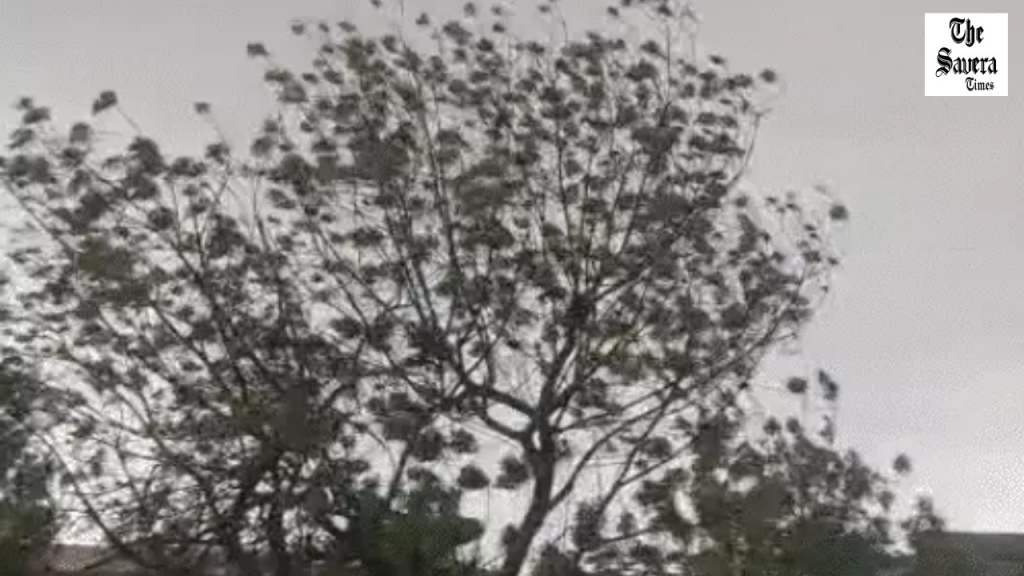 Rajasthan Storm Damage, Heatwave Alert Issued
