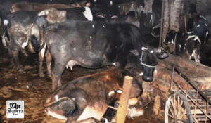 Uttarakhand Records 12% Rise in Milk Procurement as Dairy Sector Strengthens Rural Economy