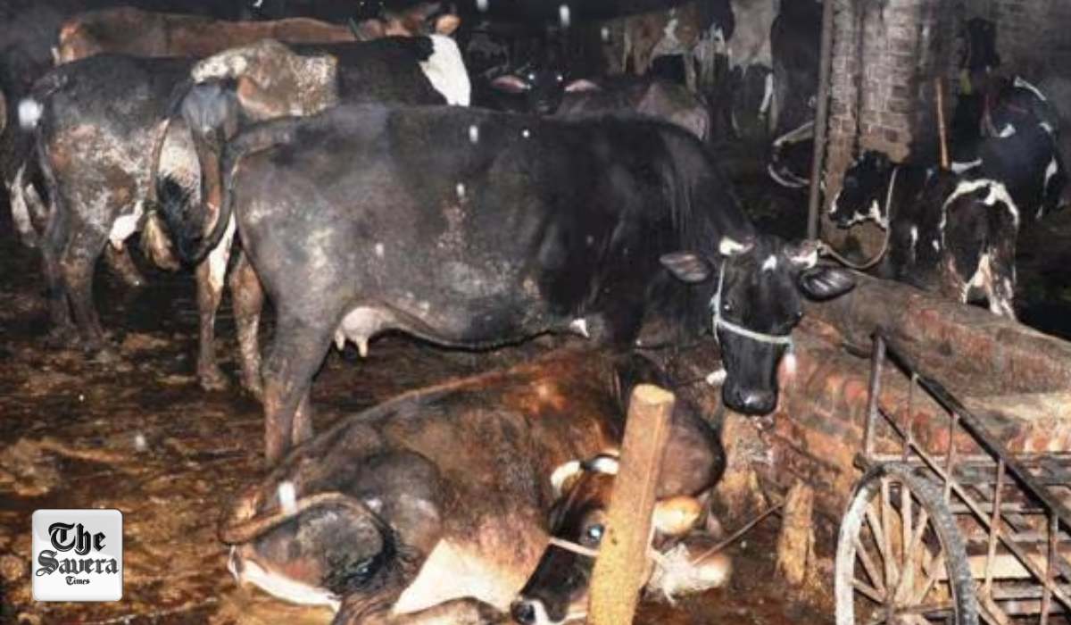 Uttarakhand Records 12% Rise in Milk Procurement as Dairy Sector Strengthens Rural Economy