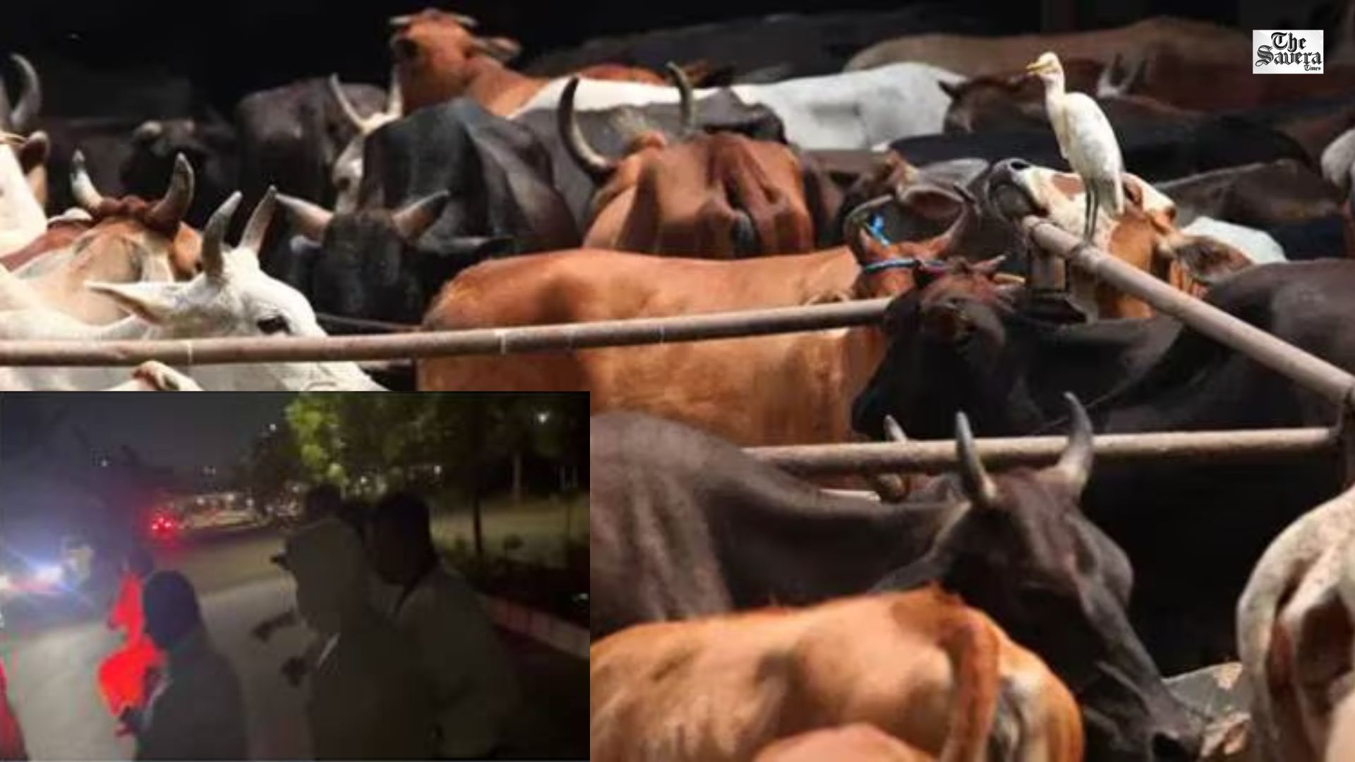 Clash Erupts in Hyderabad After Truck Stopped Over Cow Smuggling Suspicion