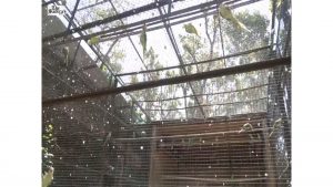 Dehradun Zoo Steps Up Heatwave Protection Measures for Animals Amid Rising Temperatures