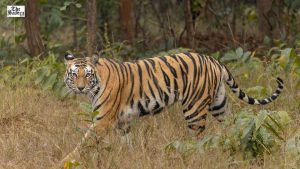 Tiger Attack in MP: Woman Killed, CM Announces Financial Aid and Free Medical Support to Family