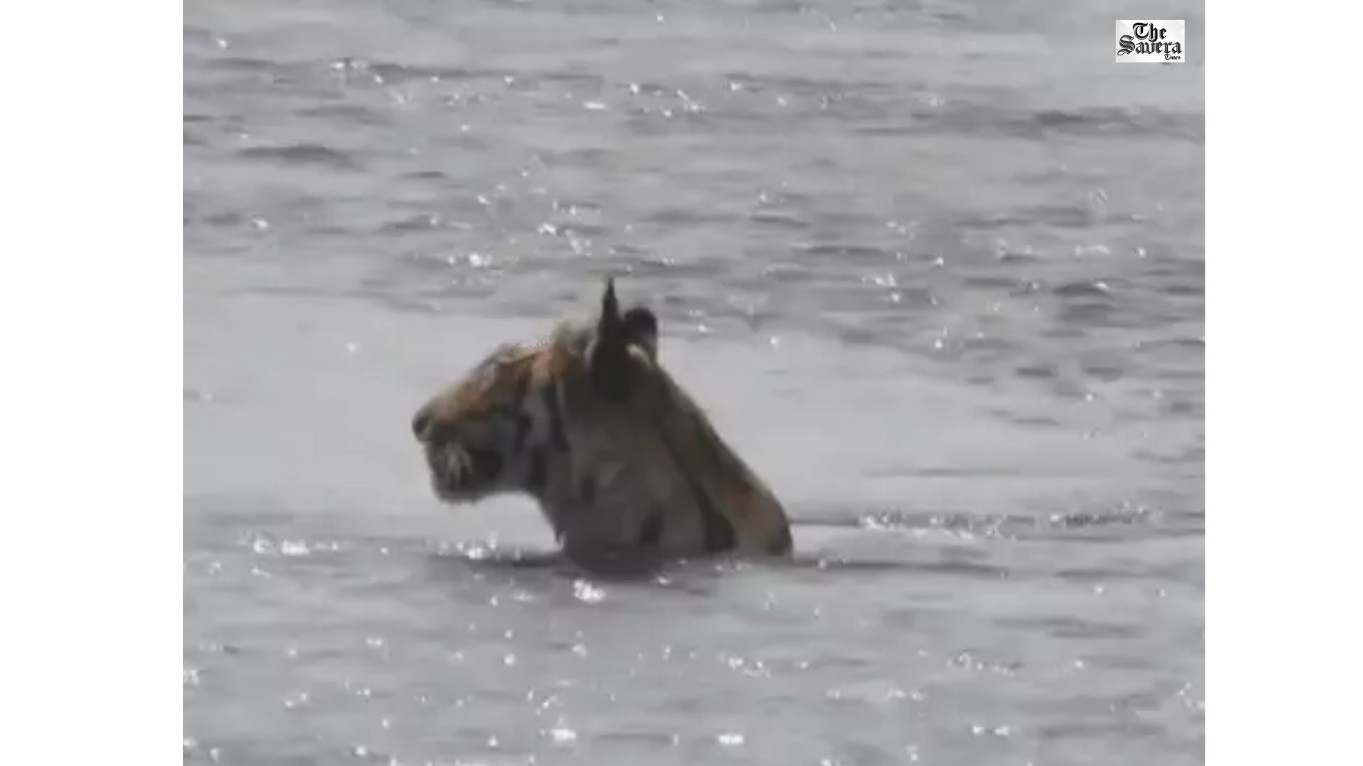 Tiger Spotted Sitting in River in Corbett Amid Heatwave; Rare Sight Captured by Tourists
