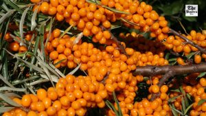 Sea Buckthorn Juice: A Tiny Berry with Powerful Health Benefits