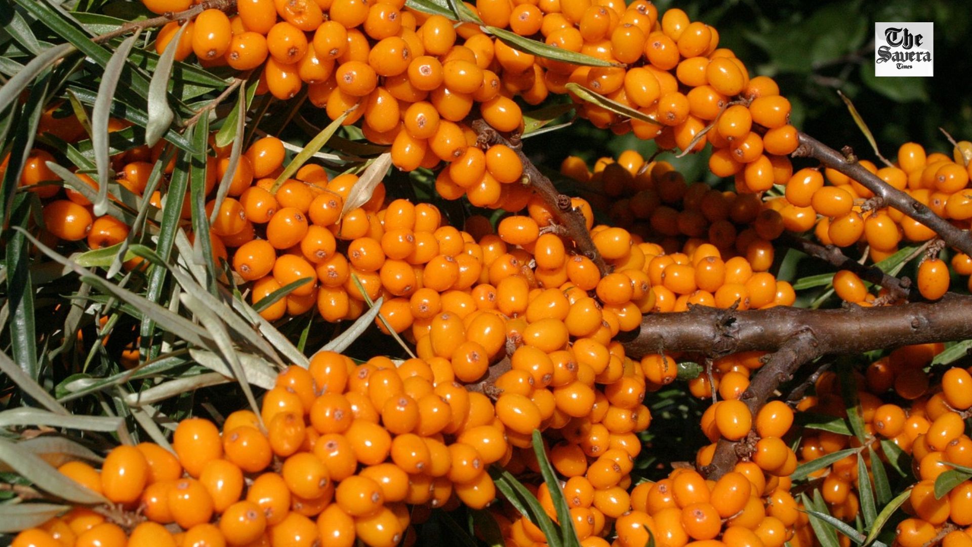 Sea Buckthorn Juice: A Tiny Berry with Powerful Health Benefits