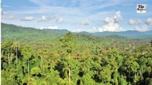 Major Threat for Forests