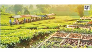 What Hurts Farmers’ Future in Wayanad