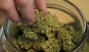 UP: Cannabis Worth ₹2.76 Crore arrives in Lucknow from Bangkok, five arrested
