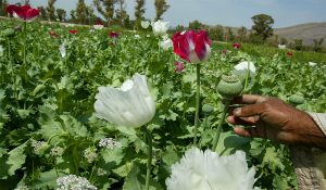 J&K Police destroys illegal poppy cultivation in Baramulla as part of ‘Nasha Mukt Abhiyaan’