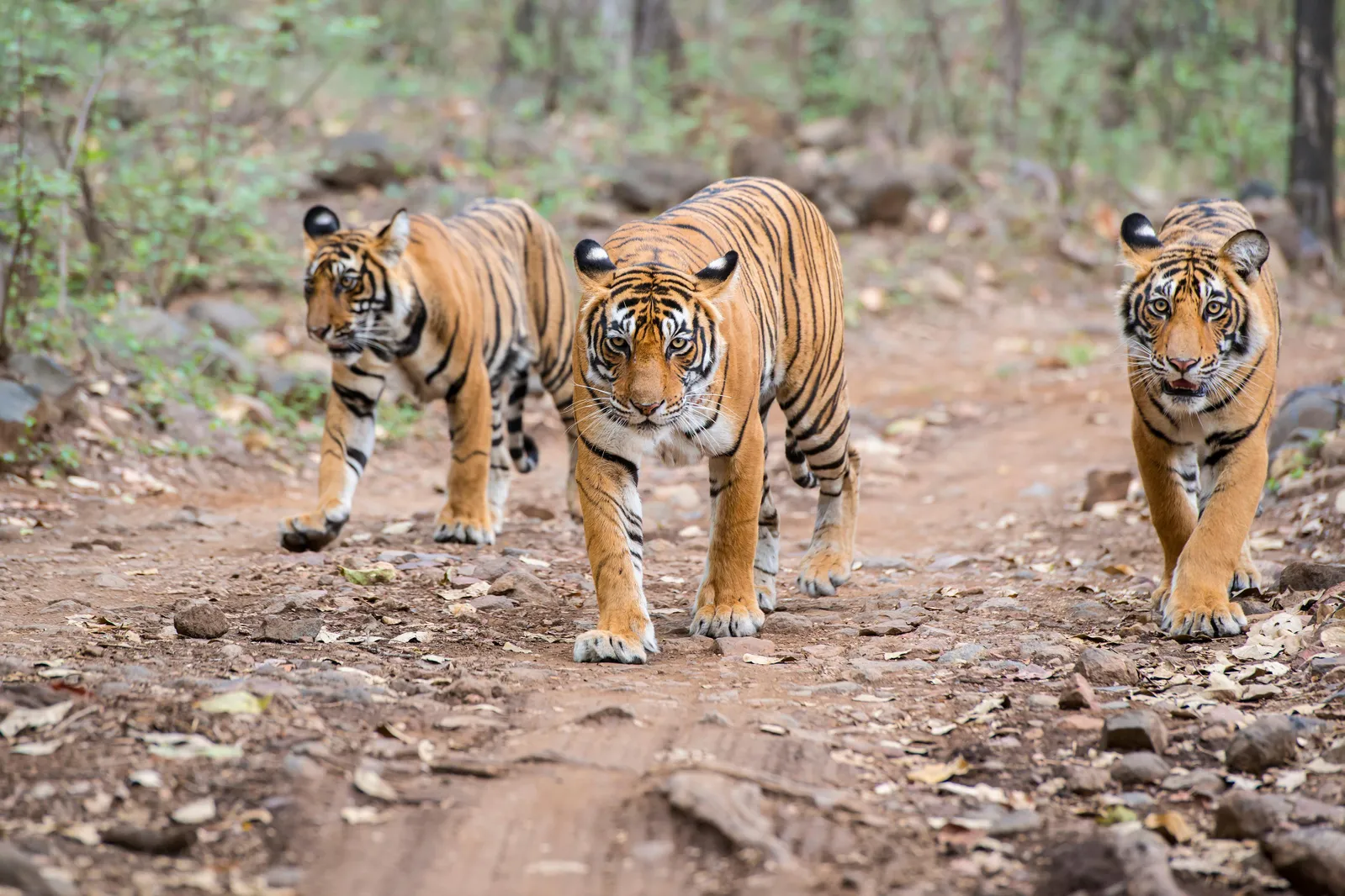 How Sundarbans Tigers Facing Climate Threats