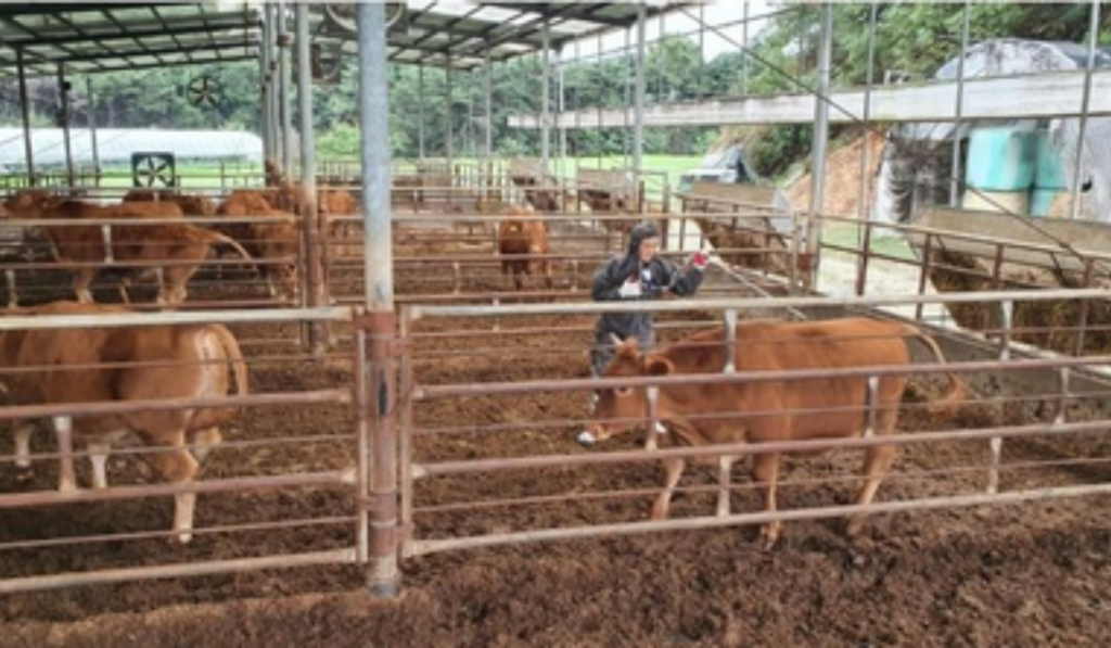 Over 1,200 Animals Culled in Mongolia After Foot-and-Mouth Disease Outbreak