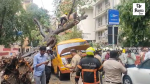 Chembur school bus tree fall