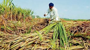 Punjab Government Makes History: Sugarcane Farmers’ Arrears Fully Cleared