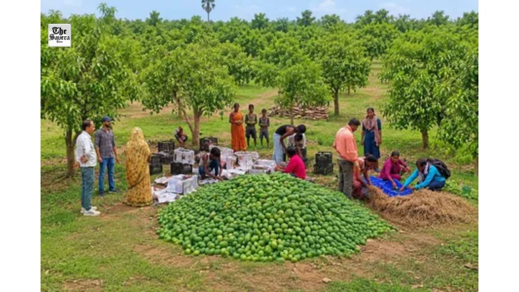 Jharkhand Sends First Mango Export to UK