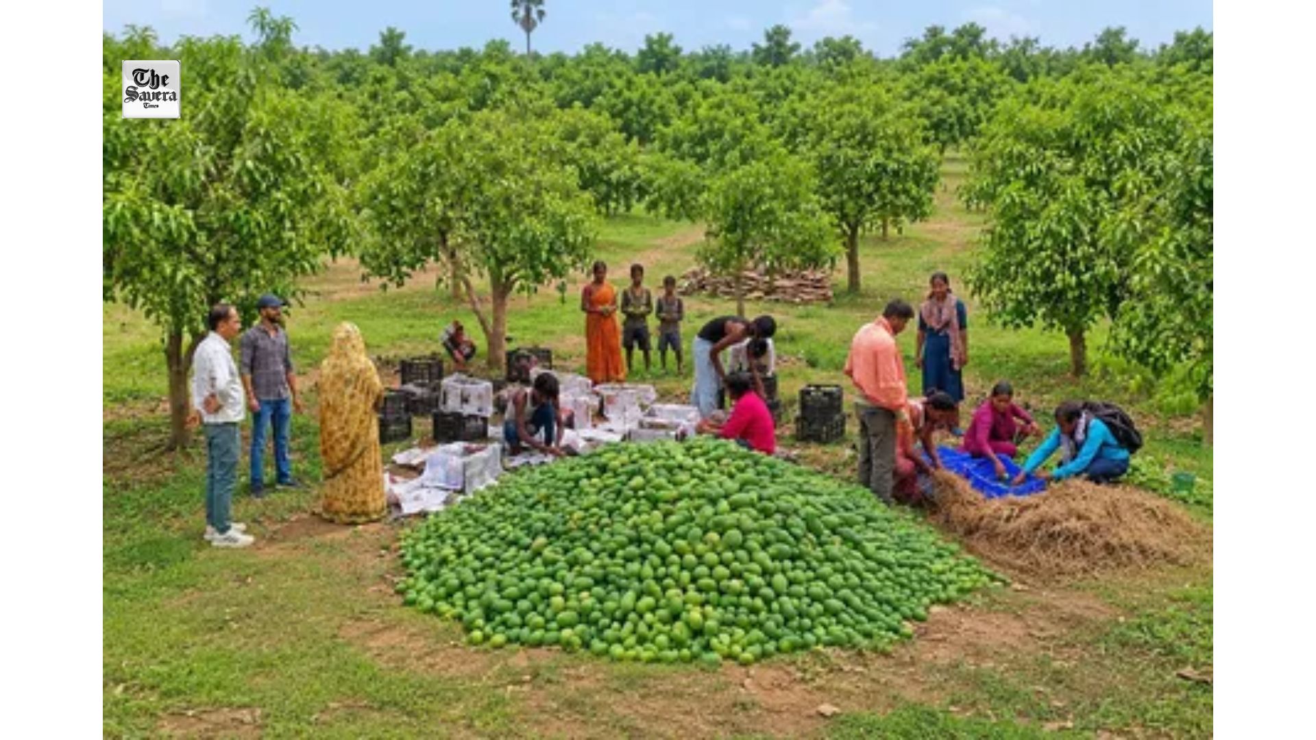 Jharkhand Makes Global Debut in Fruit Exports, Sends First Mango Consignment to UK