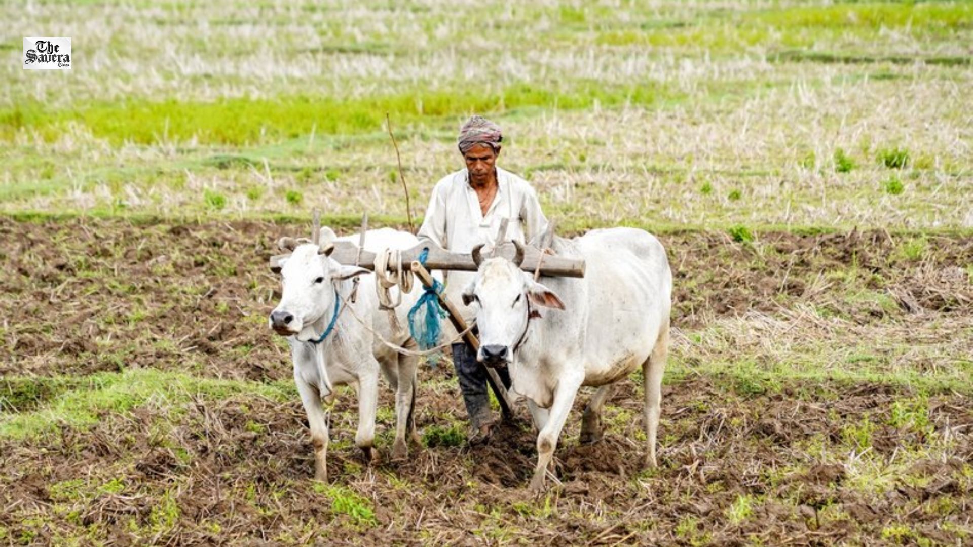 What Boosts India’s Resilience to El Nino