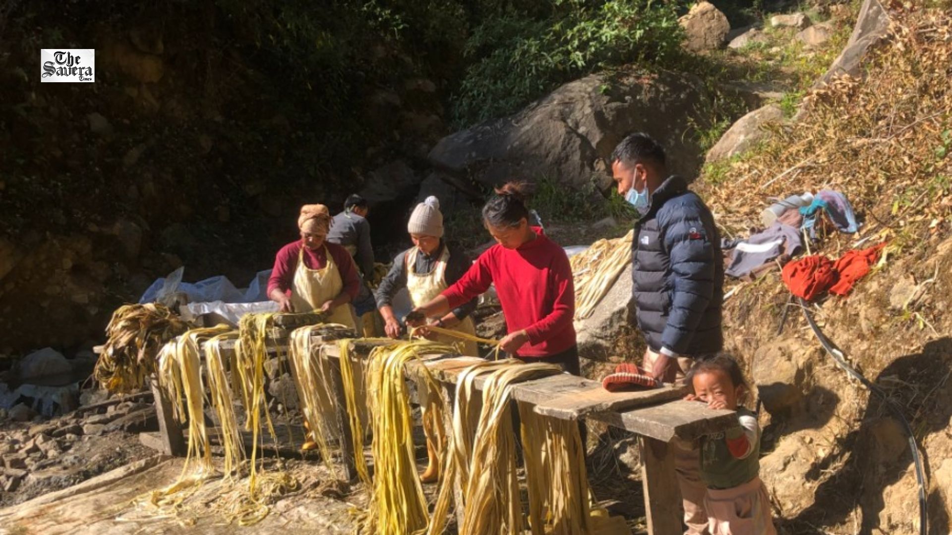 How Trees Used for Japan Banknotes Grows in Nepal