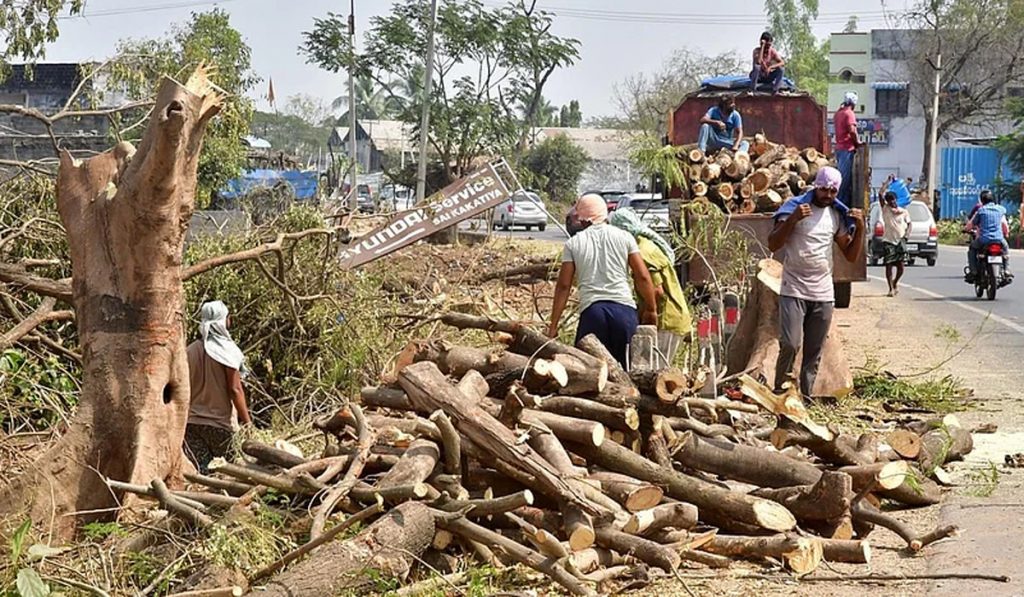 Dehradun Tree felling