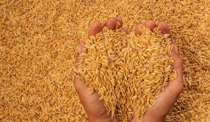 J&K ACB books 14 in Rs 5.57 crore food grain embezzlement case