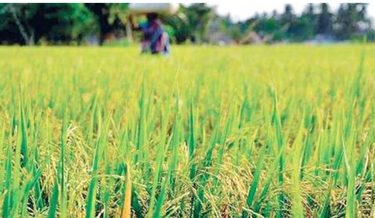 What Ails Kharif Sowing These Days