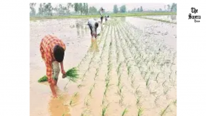 Drop in Sowing Kharif Crop